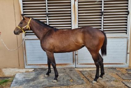 �׸������� ����