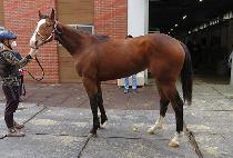 �������̽� (LONDON ACE) ����