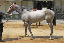 �׸������� (GREEN SPECTER) ����