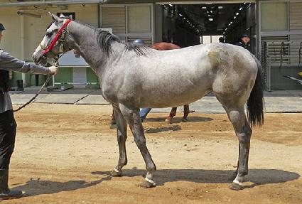 �׸������� ����