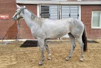 ��õ���� (SUNCHEON YEOWANG) ����