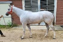 �����¡���� (AMAZING MOVE) ����