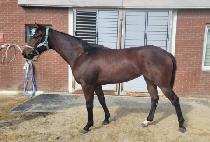 ���̵��̴� (LADY VADER) ����