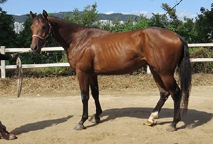 �׸�ź�� ����