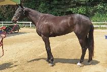 OGONG SUNSHINE picture