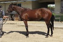 ũ���ֽ����� (CHRYSOL SMILE) ����