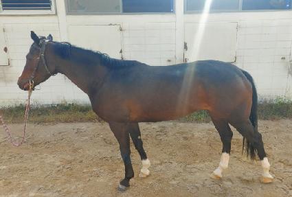 �����м� ����