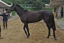 ������ (GANGHAN QUEEN) ����