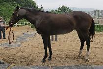 Ƽ���ε� (TIZ INDY) ����