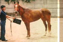 ������ (JEUL DAE JA) ����