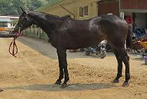 ���쵵�ٻ� (JEONGWOO DODASHA) ����