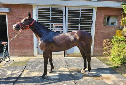 ���ں����� ����