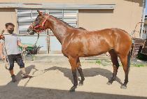 �Ű� (SSING GA) ����