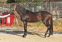 �̽���Ʈ�� (MR. TROT) ����