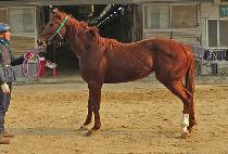 �ǿ�������Ÿ (P N S STAR) ����