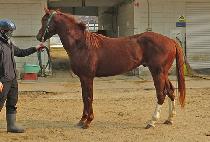 �ǿ��������� (P N S OH-ALL) ����