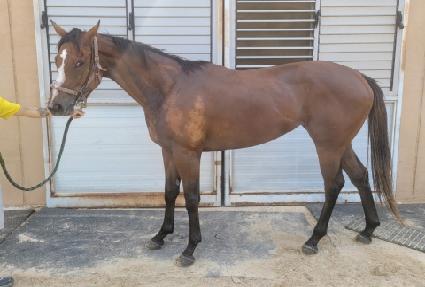 �����̵帲 ����