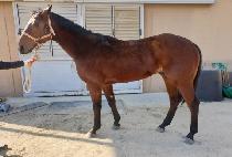 Ȳ����屺 (HWANGU DAEJANGGUN) ����