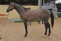 ���ϼ����� (THE ROCK SUNSHINE) ����