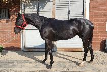 ���������� (QUEEN OF JOY) ����