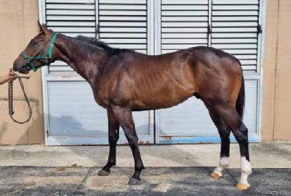 ������ŷ ����