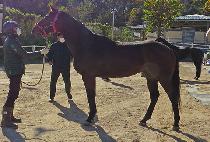 ������������ (S.I. COCO) ����