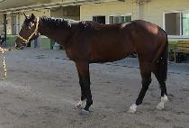 �̿���ġ���� (E.H. COCO) ����