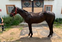 ŷ������̾� (KING OF THE YEAR) ����