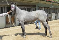 ���������Ʈ (RAON FOREST) ����