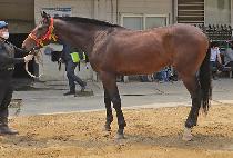 ��ƶ���� (SOARA ORA) ����