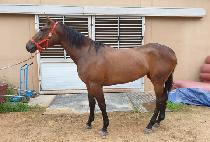 ���θ��� (SHINE MONSTER) ����