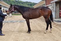 ���������� (NINE FORCE ONE) ����