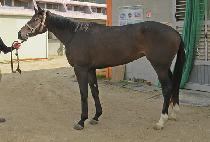 �Ǿ�� (PEERLESS) ����