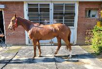 �Ŀ����ڽ� (POWER STEALTH) ����