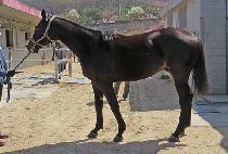 ���ý������� (NAOL SNIPER) ����