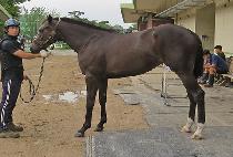 DEULKKOT HYANGGI picture