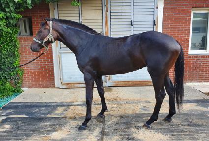 �����Ƹ��콺 ����