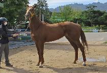 ��Ƽ������ (METIS THUNDER) ����