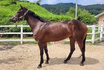 ������Ÿ (EVER STAR) ����