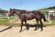 ��������� (HAMPYEONG IS BACK) ����