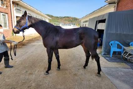 �̰�������Ƽ ����