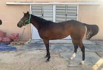 �����ͷε� (MASTER ROAD) ����