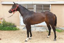 WONDERFUL TOP picture