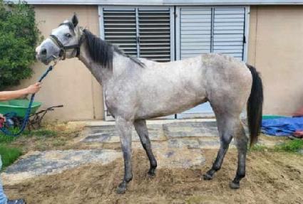 ������� ����