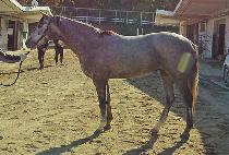 �׸��������� (GREEN PROTECTOR) ����