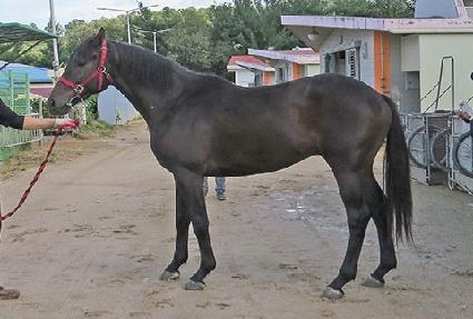 ������ ����