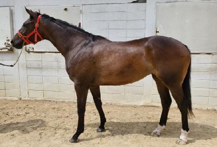 ������� ����