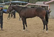 WONPYEONG KINGDOM picture