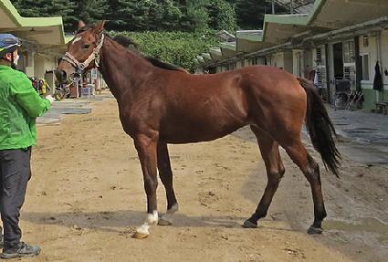 �����̱۽� ����