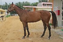 ��Ʈ���� (BEAT RUNNER) ����